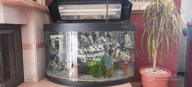 Acquario IMAGE