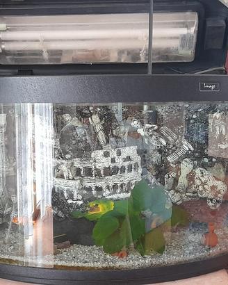 Acquario IMAGE
