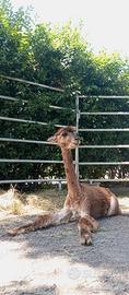 Alpaca Suri