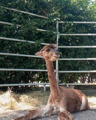 Alpaca Suri