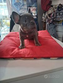 Bulldog francese