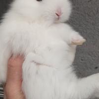 Conigli nani testa d leone