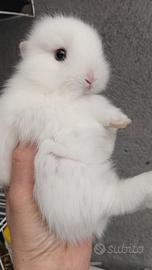 Conigli nani testa d leone