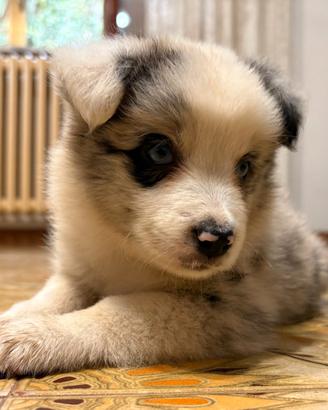 Cuccioli Border Collie