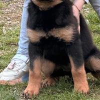 Cucciola Rottweiler
