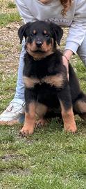 Cucciola Rottweiler