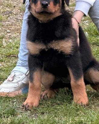 Cucciola Rottweiler