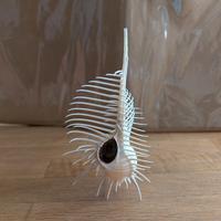 splendida conchiglia 