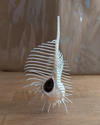 splendida conchiglia 