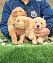 Cuccioli di Golden Retriever - Linea Americana