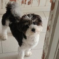 Cane per accoppiamento