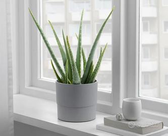 6 portavasi Ikea