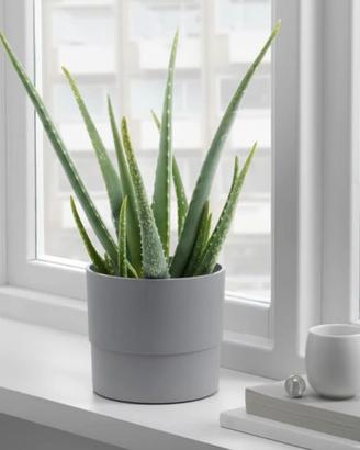 6 portavasi Ikea