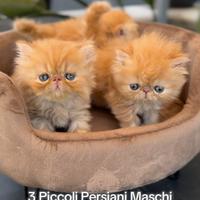 Cuccioli di Gatto Persiano Ipertipo