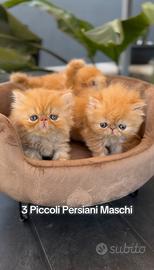 Cuccioli di Gatto Persiano Ipertipo