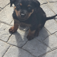 Cuccioli di rottweiler