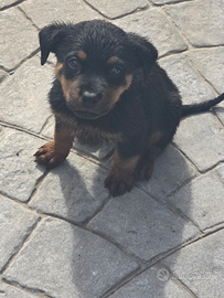 Cuccioli di rottweiler