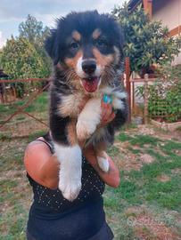 Australian Shepherd/ Pastore Australiano