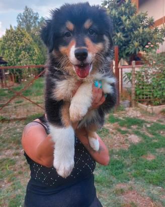 Australian Shepherd/ Pastore Australiano