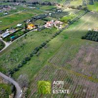 Terreno agricolo 1,5 HA con uliveto e pozzo