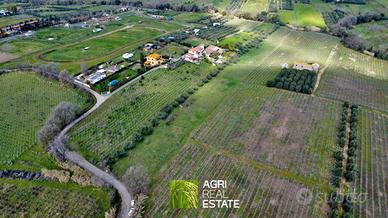 Terreno agricolo 1,5 HA con uliveto e pozzo