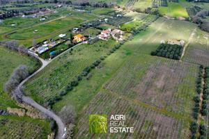 Terreno agricolo 1,5 HA con uliveto e pozzo