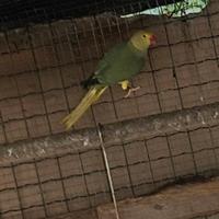 Parrocchetto dal collare cleartail 2025