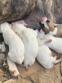Bull terrier