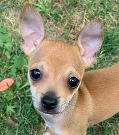 Ciuwawa testa di Cervo