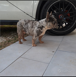 Bulldog francese monta