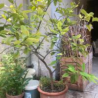 Albero di limone 1,70 cm