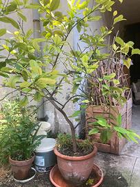 Albero di limone 1,70 cm