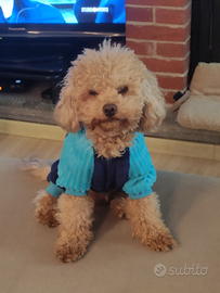 Barboncino Toy per monta