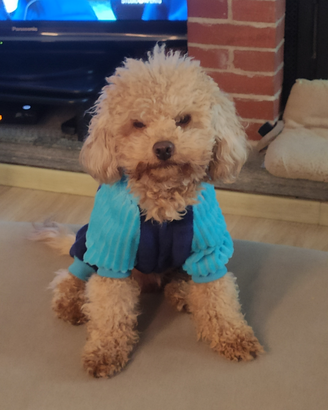 Barboncino Toy per monta