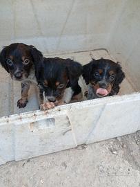 cuccioli epagneul Breton 