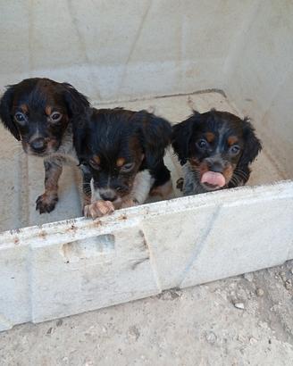 cuccioli epagneul Breton 