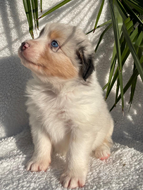 Isaac Cucciolo Pastore Australiano