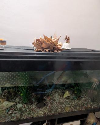 acquario grande 