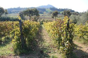 Terreno con casolare a Granarola