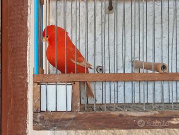 Canarino rosso intenso