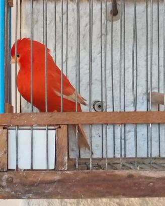 Canarino rosso intenso