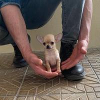 Cuccioli di chihuahua mini toy e toy