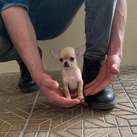 Cuccioli di chihuahua mini toy e toy