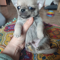 Chihuahua taglia piccola