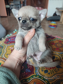 Chihuahua taglia piccola