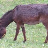 Asini razza tipo Amiata