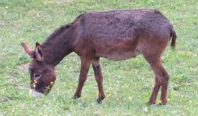 Asini razza tipo Amiata