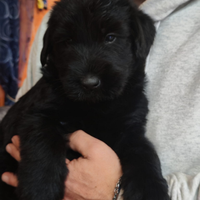 Schnauzer gigante