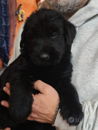 Schnauzer gigante