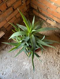 Aloe vera